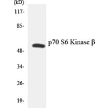 Western Blot - Anti-p70 S6 Kinase beta Antibody (R12-3292) - Antibodies.com