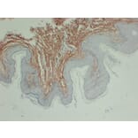 Immunohistochemistry - Anti-Collagen Type III Antibody (V0064) - Antibodies.com