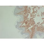 Immunohistochemistry - Anti-Collagen Type III Antibody (V0064) - Antibodies.com