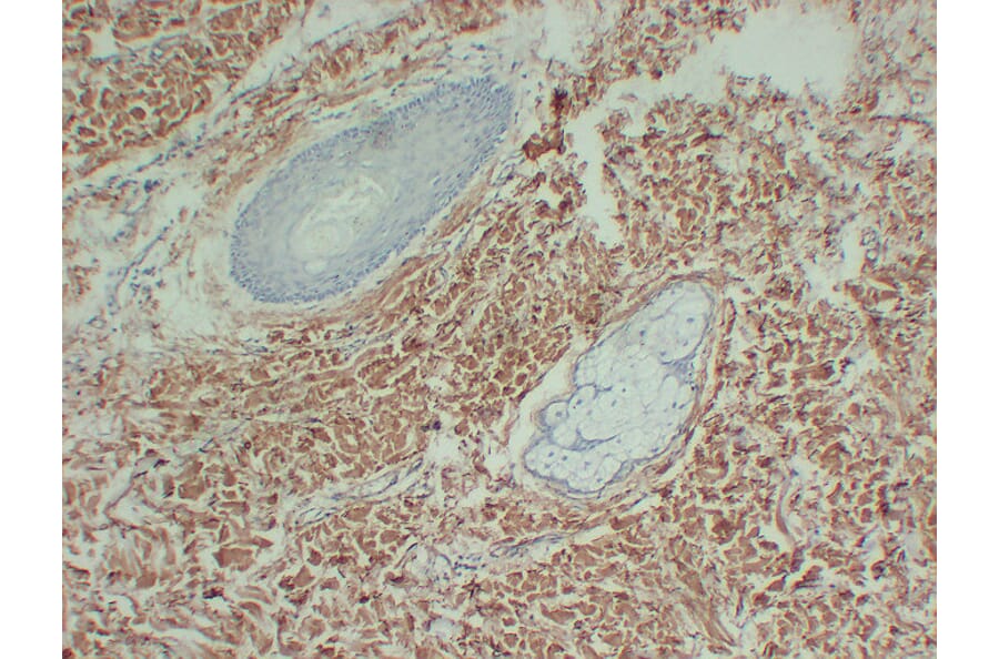 Immunohistochemistry - Anti-Collagen Type III Antibody (V0064) - Antibodies.com
