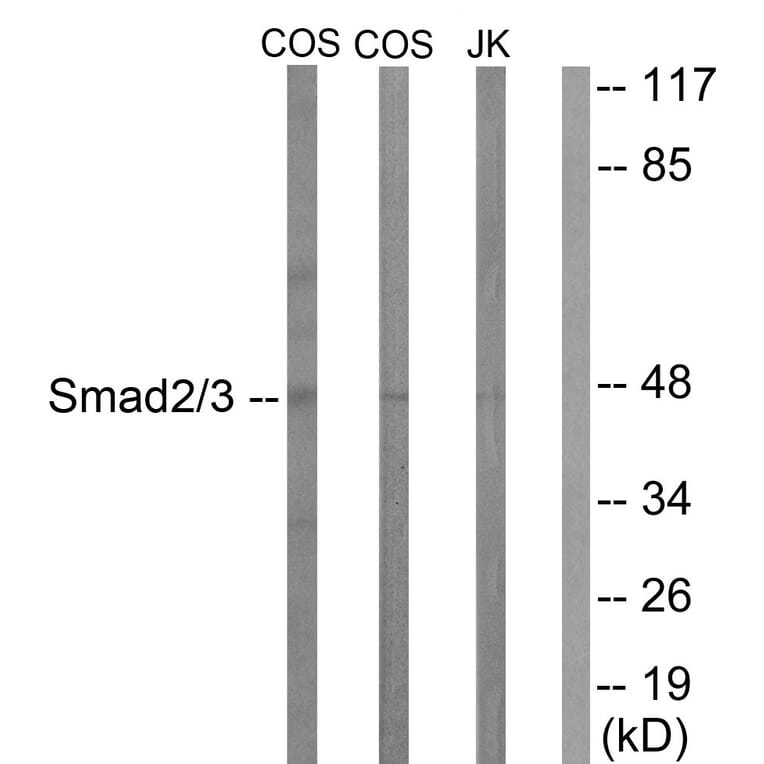 Western Blot - Anti-Smad2 + Smad3 Antibody (B1001) - Antibodies.com