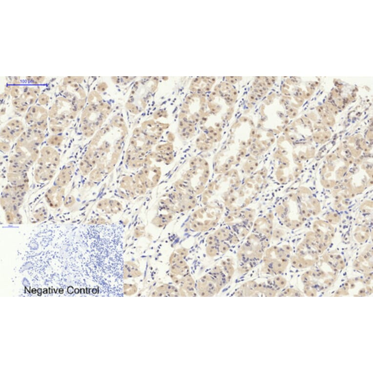 Immunohistochemistry - Anti-Smad2 + Smad3 Antibody (B1001) - Antibodies.com