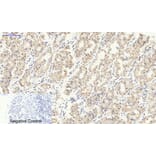 Immunohistochemistry - Anti-Smad2 + Smad3 Antibody (B1001) - Antibodies.com