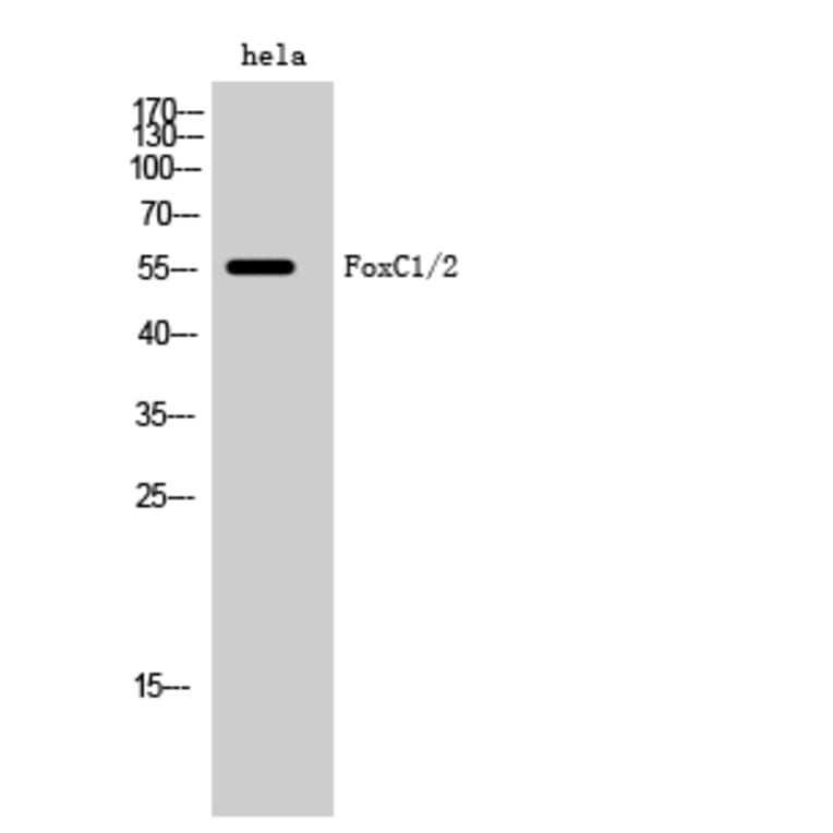 Western Blot - Anti-FOXC1 + FOXC2 Antibody (C10937) - Antibodies.com