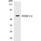 Western Blot - Anti-FOXC1 + FOXC2 Antibody (R12-2774) - Antibodies.com