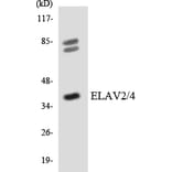 Western Blot - Anti-ELAV2 + ELAV4 Antibody (R12-2743) - Antibodies.com