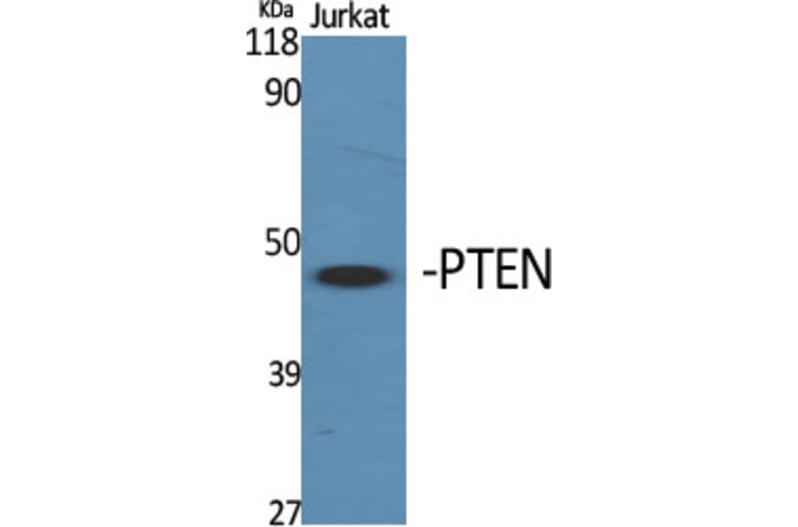 Western Blot - Anti-PTEN (Ab-380) Antibody (B7202) - Antibodies.com