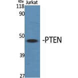 Western Blot - Anti-PTEN (Ab-380) Antibody (B7202) - Antibodies.com