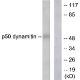 Western Blot - Anti-p50 Dynamitin Antibody (C0291) - Antibodies.com