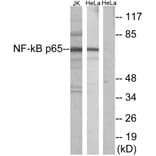 Western Blot - Anti-NF-kappaB p65 Antibody (B7162) - Antibodies.com