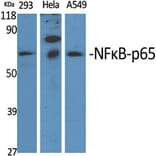 Western Blot - Anti-NF-kappaB p65 Antibody (B7162) - Antibodies.com