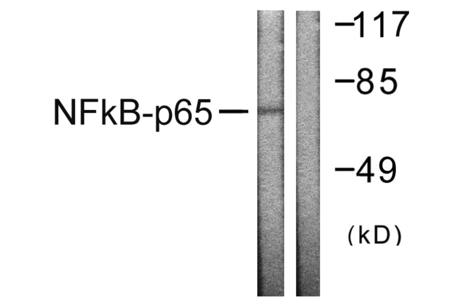 Western Blot - Anti-NF-kappaB p65 Antibody (B0525) - Antibodies.com