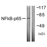 Western Blot - Anti-NF-kappaB p65 Antibody (B0525) - Antibodies.com