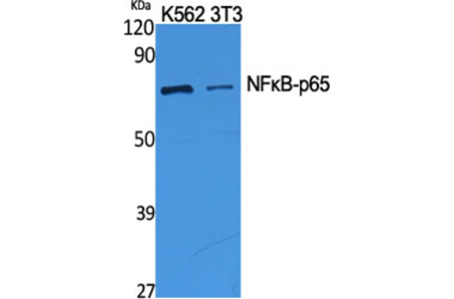 Western Blot - Anti-NF-kappaB p65 Antibody (B0525) - Antibodies.com