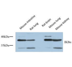 Western Blot - Anti-IkappaB-alpha Antibody (C10481) - Antibodies.com