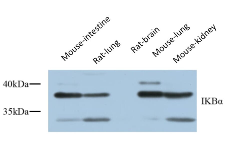 Western Blot - Anti-IkappaB-alpha Antibody (C10481) - Antibodies.com