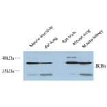 Western Blot - Anti-IkappaB-alpha Antibody (C10481) - Antibodies.com