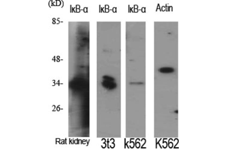Western Blot - Anti-IkappaB-alpha Antibody (C10481) - Antibodies.com