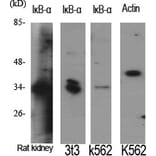 Western Blot - Anti-IkappaB-alpha Antibody (C10481) - Antibodies.com