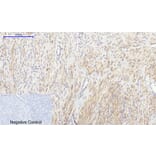 Immunohistochemistry - Anti-IkappaB-alpha Antibody (C10481) - Antibodies.com