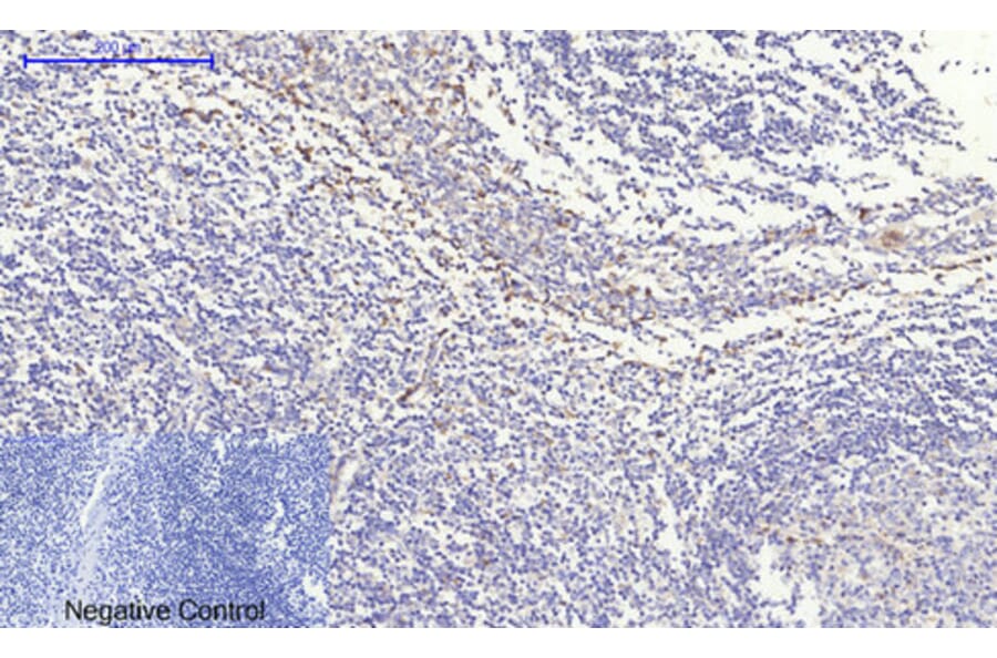 Immunohistochemistry - Anti-IkappaB-alpha Antibody (C10481) - Antibodies.com