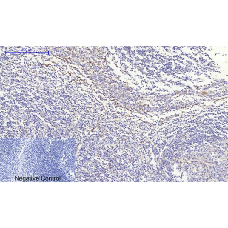 Immunohistochemistry - Anti-IkappaB-alpha Antibody (C10481) - Antibodies.com