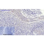 Immunohistochemistry - Anti-IkappaB-alpha Antibody (C10481) - Antibodies.com