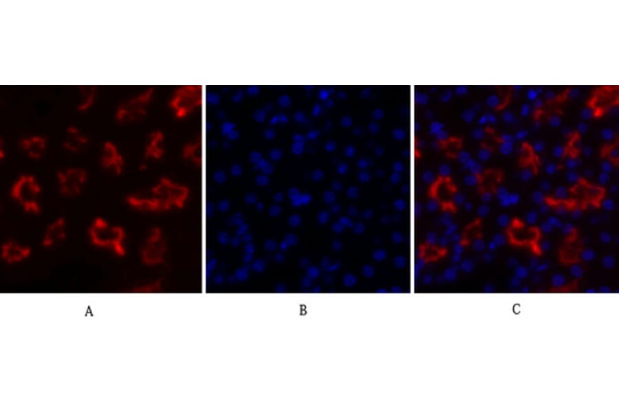 Immunofluorescence - Anti-IkappaB-alpha Antibody (C10481) - Antibodies.com
