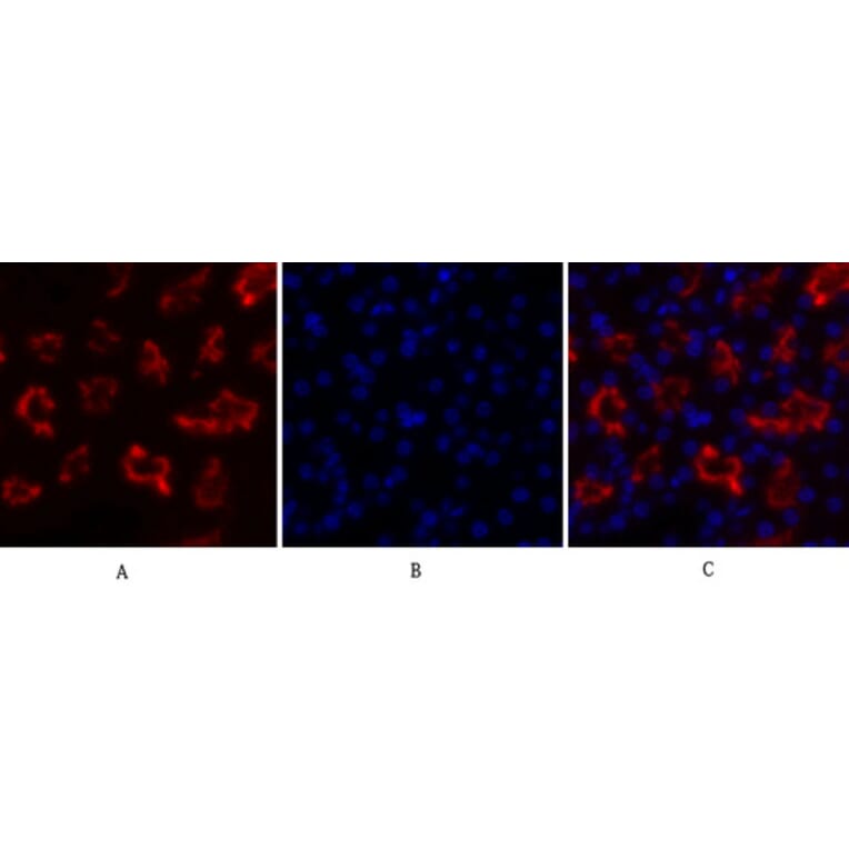 Immunofluorescence - Anti-IkappaB-alpha Antibody (C10481) - Antibodies.com