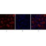 Immunofluorescence - Anti-IkappaB-alpha Antibody (C10481) - Antibodies.com
