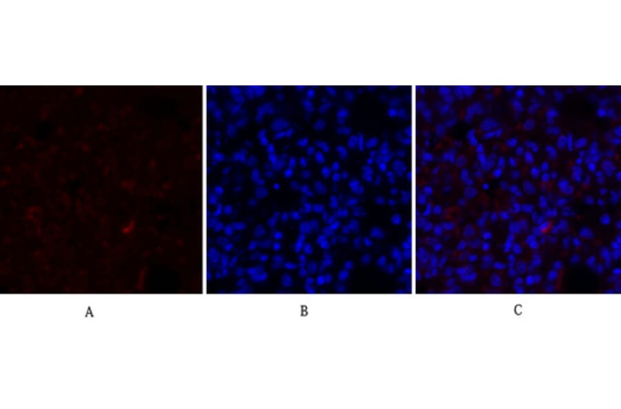 Immunofluorescence - Anti-IkappaB-alpha Antibody (C10481) - Antibodies.com