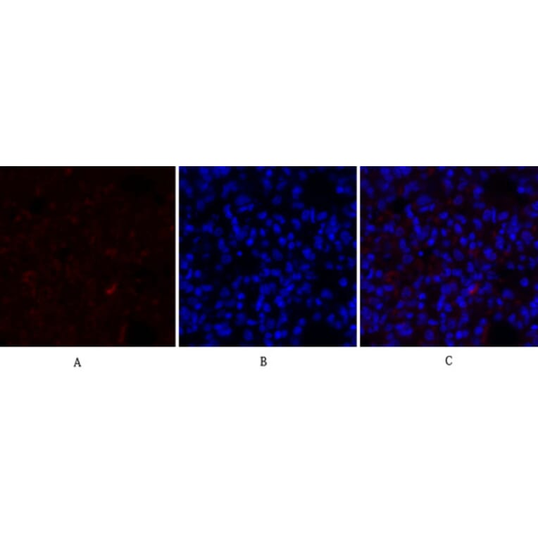 Immunofluorescence - Anti-IkappaB-alpha Antibody (C10481) - Antibodies.com