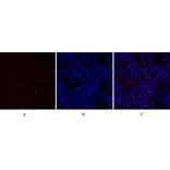 Immunofluorescence - Anti-IkappaB-alpha Antibody (C10481) - Antibodies.com