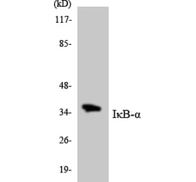 Western Blot - Anti-IkappaB-alpha Antibody (R12-2938) - Antibodies.com