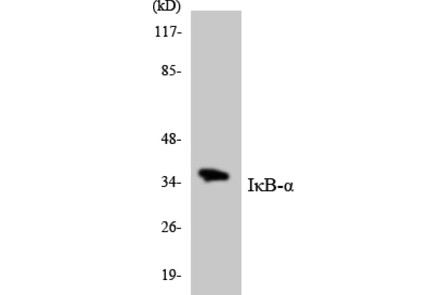 Western Blot - Anti-IkappaB-alpha Antibody (R12-2938) - Antibodies.com