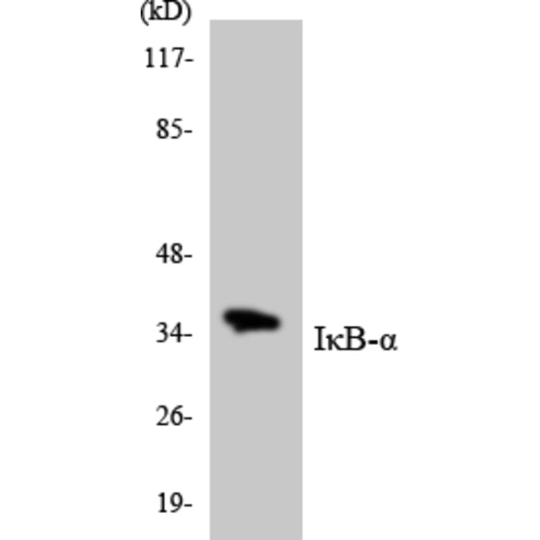 Western Blot - Anti-IkappaB-alpha Antibody (R12-2938) - Antibodies.com