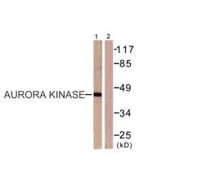 Western Blot - Anti-Aurora Kinase Antibody (B0459) - Antibodies.com