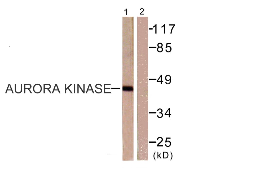 Western Blot - Anti-Aurora Kinase Antibody (B0459) - Antibodies.com