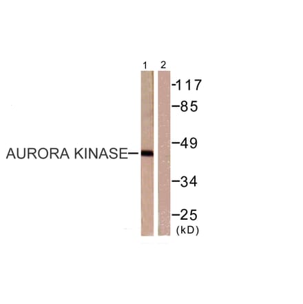 Western Blot - Anti-Aurora Kinase Antibody (B0459) - Antibodies.com