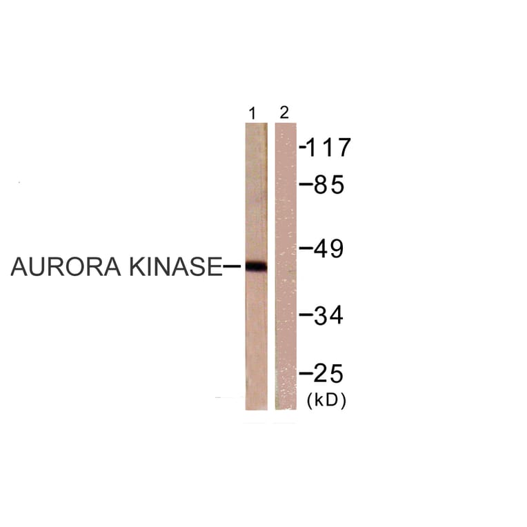 Western Blot - Anti-Aurora Kinase Antibody (B0459) - Antibodies.com