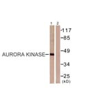 Western Blot - Anti-Aurora Kinase Antibody (B0459) - Antibodies.com