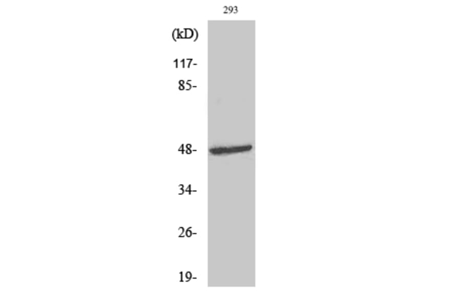 Western Blot - Anti-Aurora Kinase Antibody (B0459) - Antibodies.com