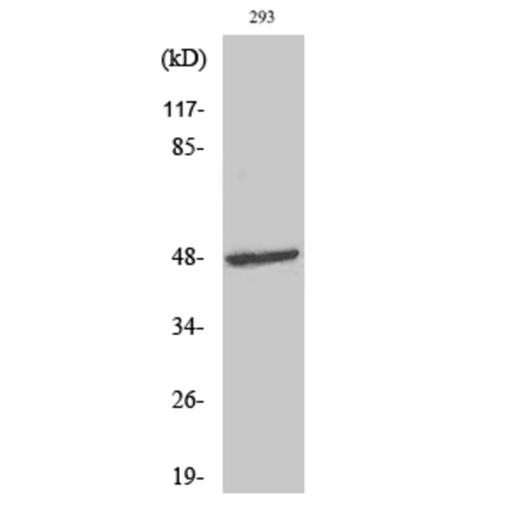 Western Blot - Anti-Aurora Kinase Antibody (B0459) - Antibodies.com