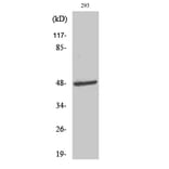 Western Blot - Anti-Aurora Kinase Antibody (B0459) - Antibodies.com