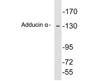 Western Blot - Anti-Adducin alpha Antibody (R12-2013) - Antibodies.com