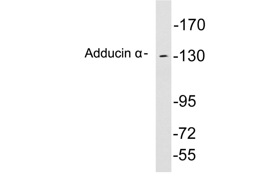 Western Blot - Anti-Adducin alpha Antibody (R12-2013) - Antibodies.com