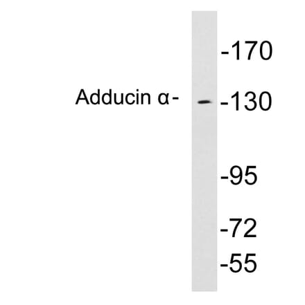 Western Blot - Anti-Adducin alpha Antibody (R12-2013) - Antibodies.com