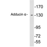 Western Blot - Anti-Adducin alpha Antibody (R12-2013) - Antibodies.com