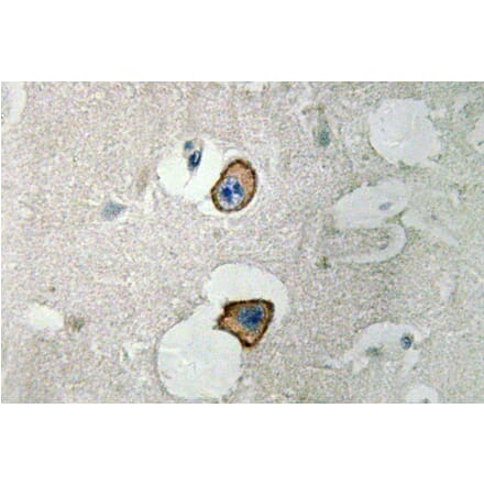 Immunohistochemistry - Anti-NMDAepsilon4 Antibody (R12-2269) - Antibodies.com