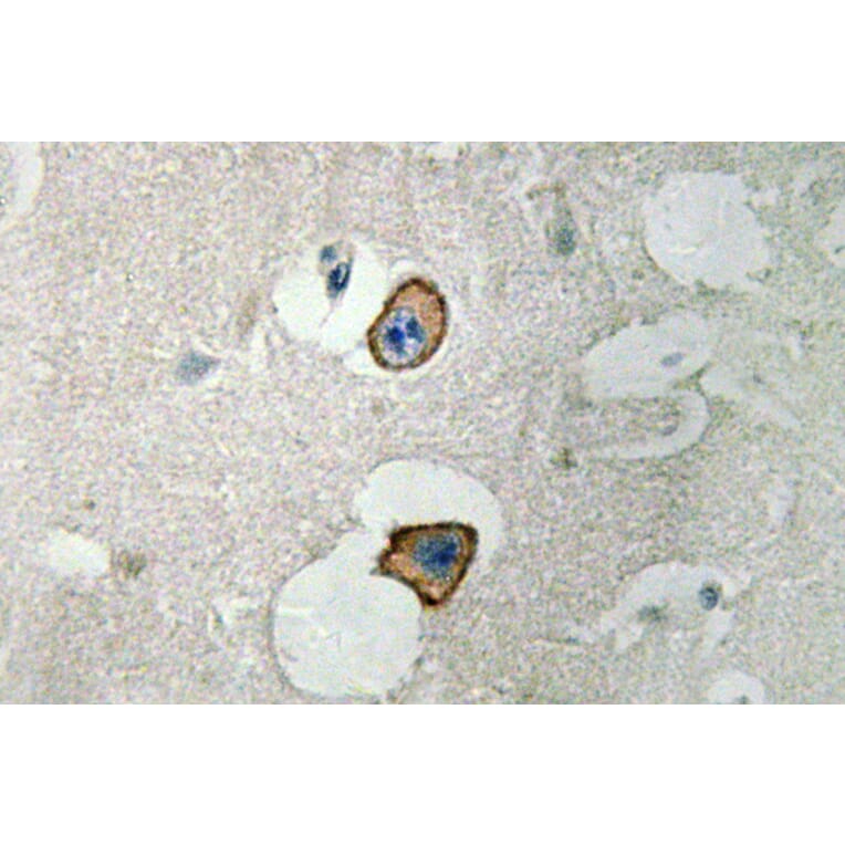 Immunohistochemistry - Anti-NMDAepsilon4 Antibody (R12-2269) - Antibodies.com